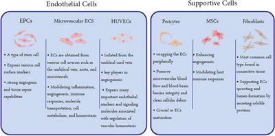 Angiogenesis and Re-endothelialization in decellularized scaffolds: Recent advances and current challenges in tissue engineering